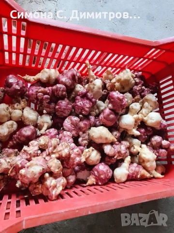 Продавам земна ябълка 