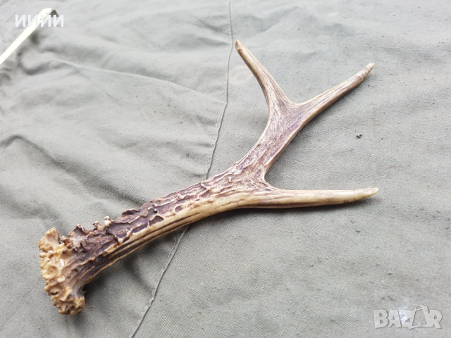 Рог от сръндак 3