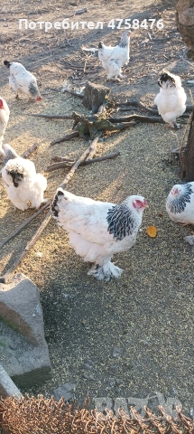 яица за люпене от Колумбийска брама , снимка 3 - Кокошки и пуйки - 53752260