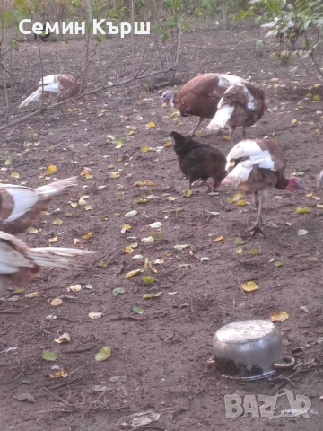 Пуйки Ред Бърбън, снимка 6 - Кокошки и пуйки - 52122158