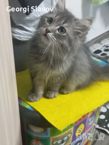 Сибирски котета, снимка 5 - Сибирски - 51027920