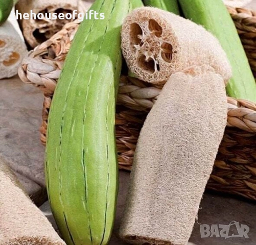 Семена на гъба Луфа, снимка 2 - Сортови семена и луковици - 53782707