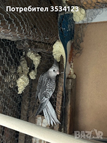 Корели на 1 месец, снимка 1