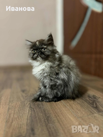 Персийски котета, снимка 1