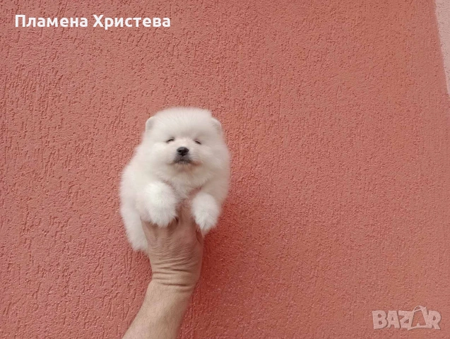 Померани. Реални снимки от днес !, снимка 8 - Померан - 54020046