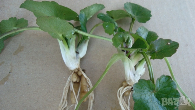 Жълтурче, Жълтурче лютиче (Ficaria verna), снимка 2 - Градински цветя и растения - 53640993