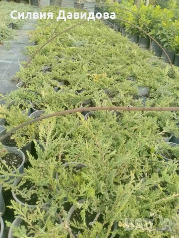 Юниперус , снимка 10 - Градински цветя и растения - 51864443