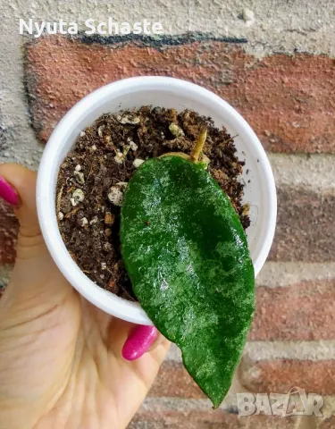 Hoya caudata ‘Gold’ orange flowers

, снимка 3 - Стайни растения - 49420303