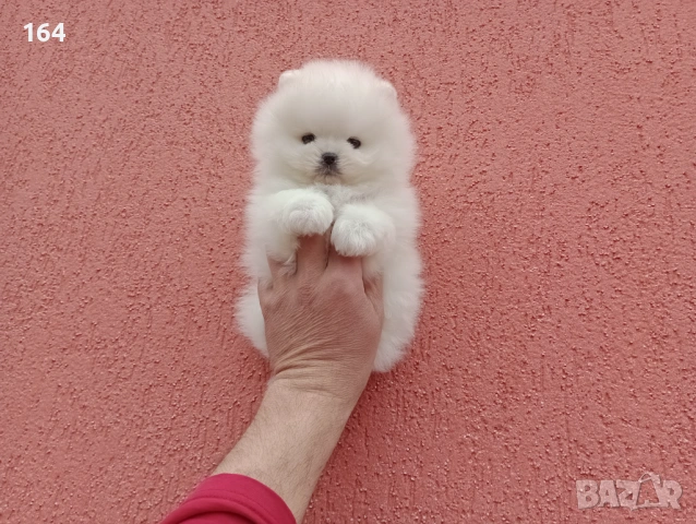 Различни възрасти! Богат избор на мини Померани. Реални снимки !!! , снимка 16 - Померан - 53772615