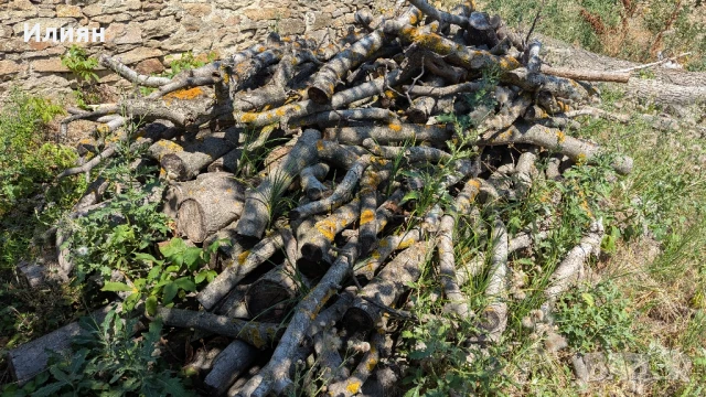 Орехово дърво 7 м + клони – с. Мерданя , снимка 10 - Строителни материали - 51240563