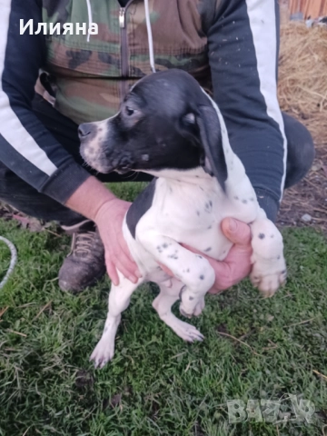 Пойнтери, снимка 3 - Пойнтер - 52724704