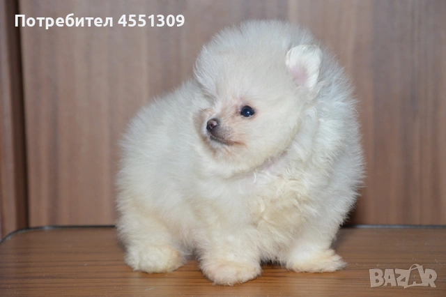 Померан мини женски, снимка 4 - Померан - 53390609