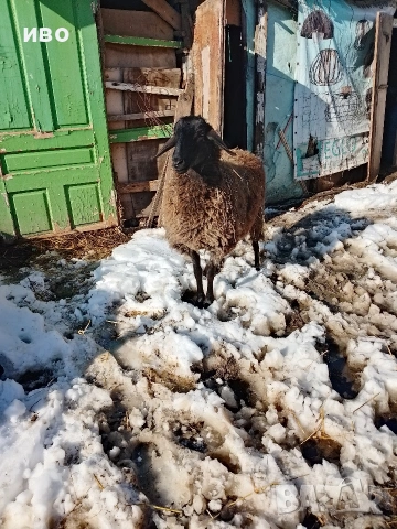 овца, снимка 5 - Овце - 53531014