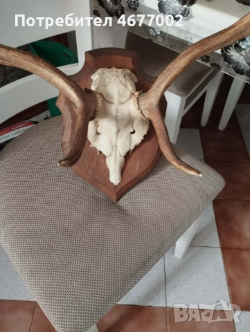  Прекрасен трофей, снимка 5 - Антикварни и старинни предмети - 52918668