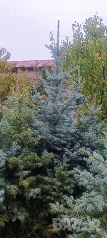 Коледни елхи, живи и отсечени, снимка 3 - Градински цветя и растения - 52424542
