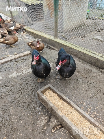 неми патици , снимка 3 - Патици и гъски - 53623677