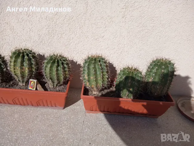Сандъче с кактуси, снимка 4 - Стайни растения - 50008445
