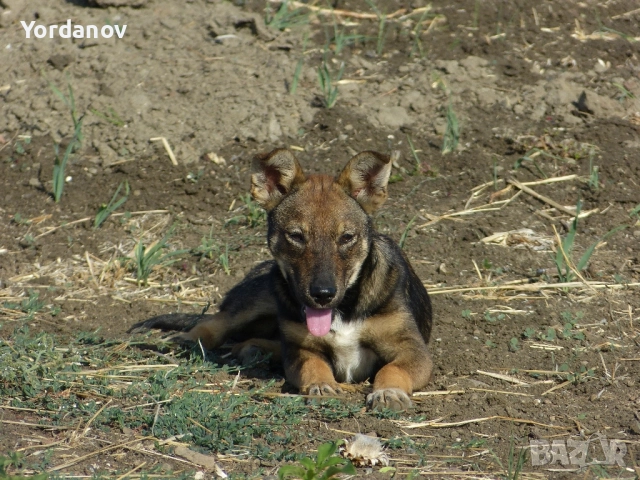 Фотоапарат panasonic lumix fz150, снимка 7 - Фотоапарати - 52407212