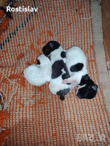 кученца джак ръсел териер , снимка 4 - Джак ръсел териер - 53954507