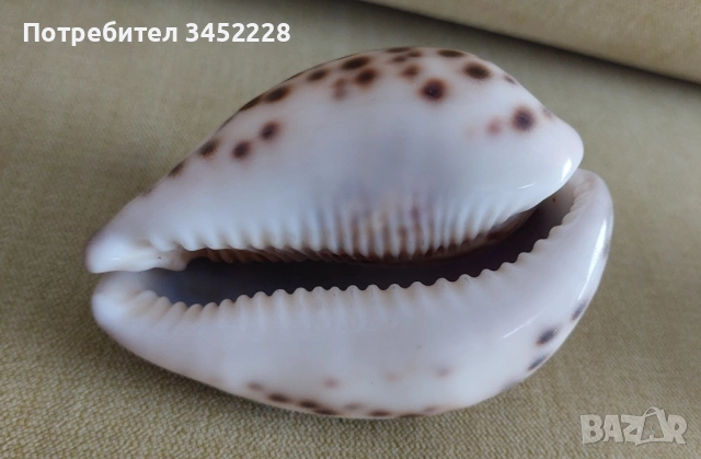 раковина за ценители два броя отлични , снимка 5 - Антикварни и старинни предмети - 51567634