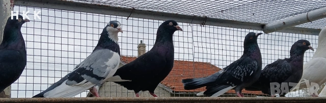 Пазарджишки гълъби , снимка 6 - Гълъби - 54061614