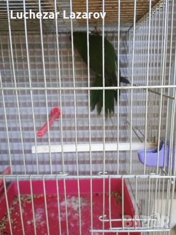 Продавам мъжки зелен папагал Какарики на 1год., снимка 1 - Папагали - 46438435