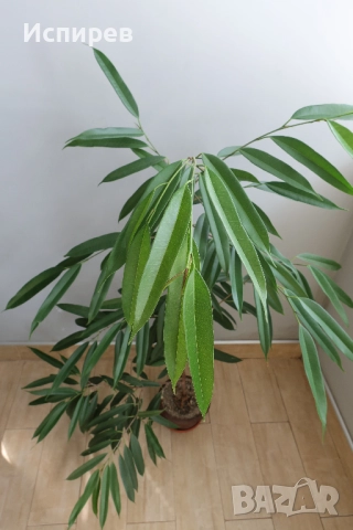 Фикус али, Ficus alii, 3-годишни растения, снимка 9 - Стайни растения - 51544538