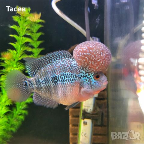 FLOWERHORN 11см, снимка 1 - Рибки - 45233218