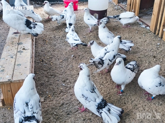 Чифт закъртени гълъби , снимка 3 - Гълъби - 53283532