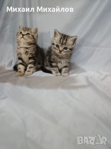 Две котенца ТАБИ 