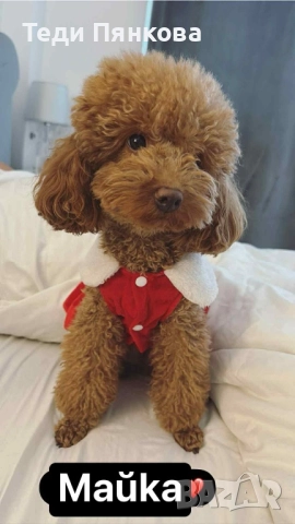 Той пудел момче, снимка 5 - Пудели - 52743432