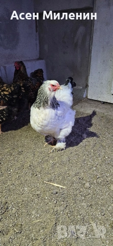 Продавам петел и кокошка брама ако , снимка 3 - Кокошки и пуйки - 53819592