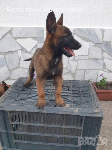 белгийска овчарка малиноа , снимка 7 - Белгийска овчарка - 52530169