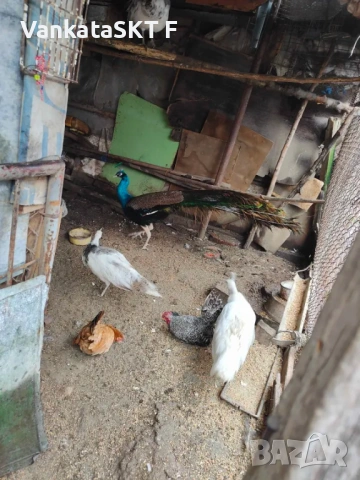 Двойки пауни, снимка 4 - други­ - 53351599