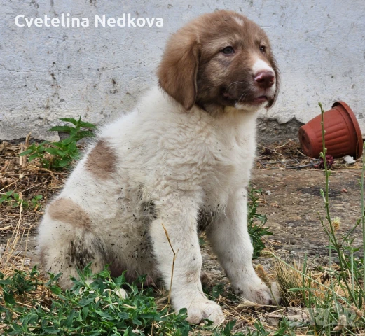 Българско овчарско куче БОК, снимка 1