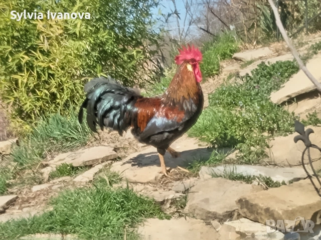 легхорн петел, страхотен, породист, снимка 12 - Кокошки и пуйки - 53845519