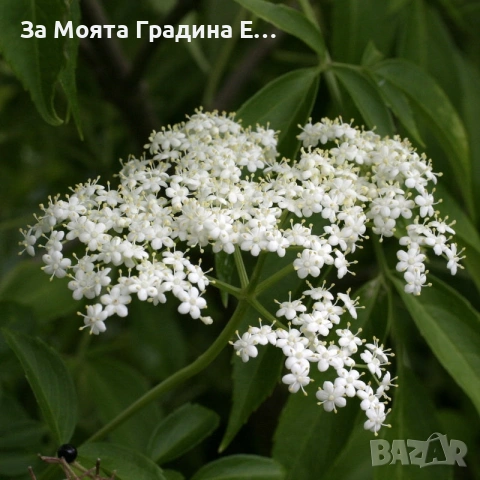 Бял бъз, снимка 2 - Градински цветя и растения - 53744235