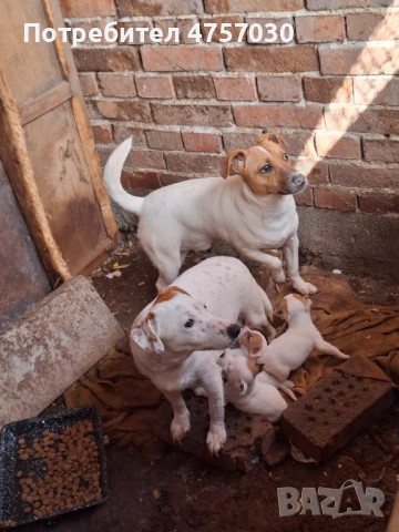 Продава се Джак Ръсел териер, снимка 2 - Джак ръсел териер - 53736982