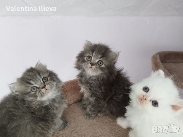 Персийски котета , снимка 10 - Персийска - 46273158