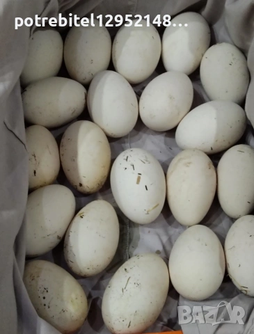 Яйца от СЕЛСКИ гъски-2 Евро броя, снимка 12 - други­ - 53654230