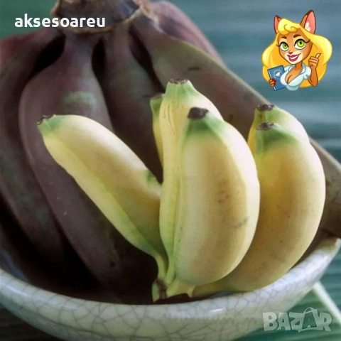 Нови 50 бр. Семена от Бонсай бананово дърво екзотични редки плодове палма за декорация на градината , снимка 13 - Сортови семена и луковици - 53428692