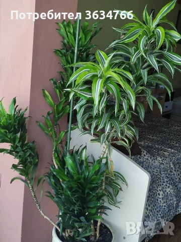 Продавам две драцени .