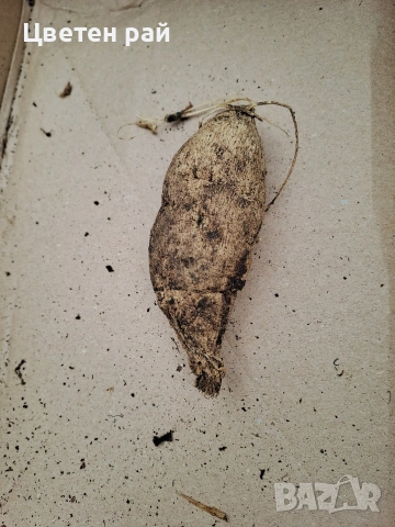 Луковици и грудки на лилиуми, далии и канни , снимка 10 - Градински цветя и растения - 53450111