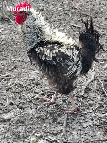 Петел къдрава порода за разплод