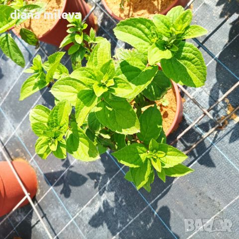 Хортензия Мега Минди, Hydrangea paniculata 'Mega Mindy', за супер слънце, снимка 7 - Градински цветя и растения - 46163844