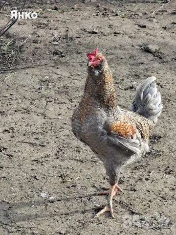 Петли, снимка 14 - Кокошки и пуйки - 54186401