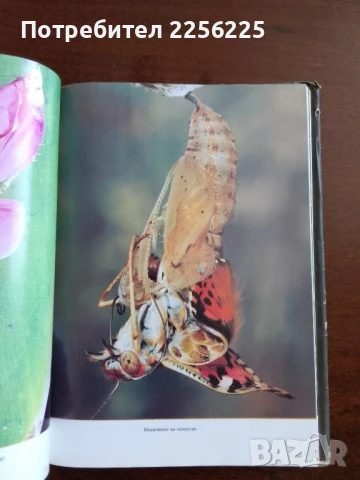 Животът на земята , снимка 5 - Специализирана литература - 50600148