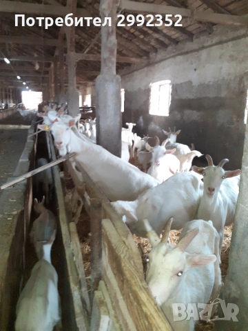 Saanski jenski i majki qrenca sas sertifikat  za damazlak 0894367171 , снимка 15 - Кози - 53540945