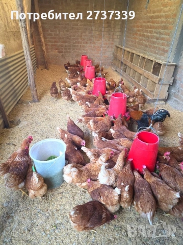 Кокошки за яйца ломан браун, снимка 3 - Кокошки и пуйки - 53815190