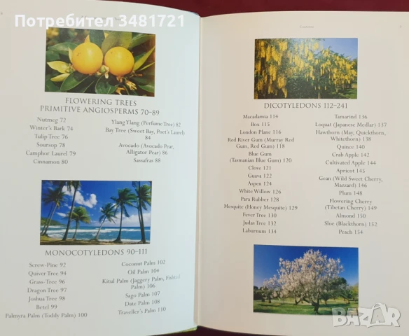 Справочник на дърветата по света / A Concise Guide to Trees, снимка 3 - Енциклопедии, справочници - 50869544